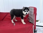 Small Photo #2 Siberian Husky Puppy For Sale in MILLERSBURG, IN, USA