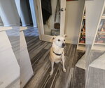 Small Photo #3 Labrador Retriever-Unknown Mix Puppy For Sale in Chandler, AZ, USA