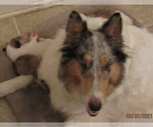 Collie Puppy for sale in LELAND, NC, USA
