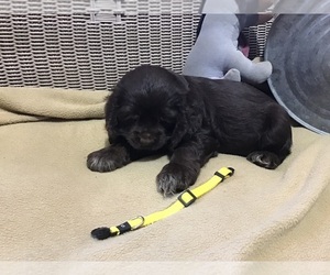 Cocker Spaniel Puppy for sale in CADDO, OK, USA