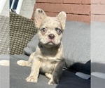 Small #12 French Bulldog