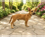 Small #1 Chihuahua Mix