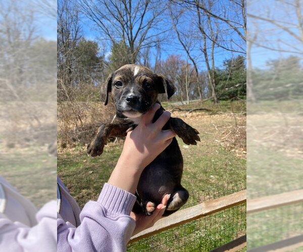 Medium Photo #15 Boxer-Unknown Mix Puppy For Sale in Shermans Dale, PA, USA