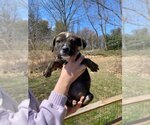 Small Photo #15 Boxer-Unknown Mix Puppy For Sale in Shermans Dale, PA, USA
