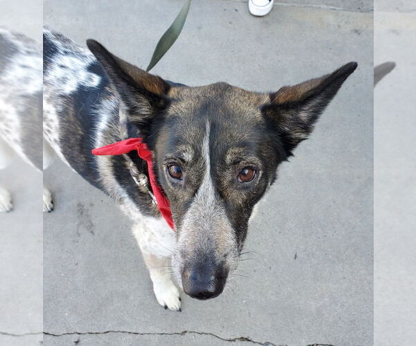 Medium Photo #35 Mutt Puppy For Sale in Lake Forest, CA, USA