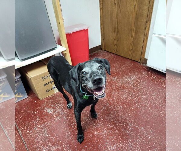 Medium Photo #7 Labrador Retriever-Unknown Mix Puppy For Sale in Fargo, ND, USA