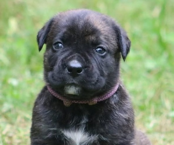 Medium Photo #16 Boerboel Puppy For Sale in WASILLA, AK, USA