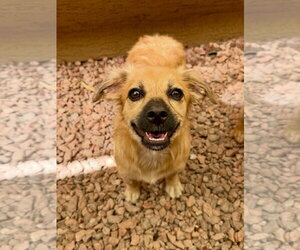 Lucie - Female Colonial Cocker Spaniel-Havanese Mix Dog for Adoption - Photo #3
