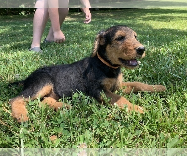Medium Photo #1 Airedale Terrier Puppy For Sale in ROCKHOLDS, KY, USA