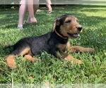 Small Photo #1 Airedale Terrier Puppy For Sale in ROCKHOLDS, KY, USA