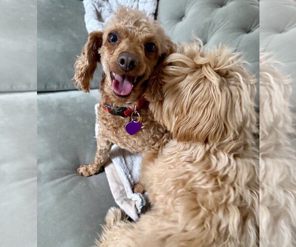 Medium Photo #3 Poodle (Miniature) Puppy For Sale in Staten Island, NY, USA