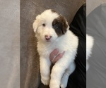 Small Photo #5 Border Collie Puppy For Sale in LULA, GA, USA