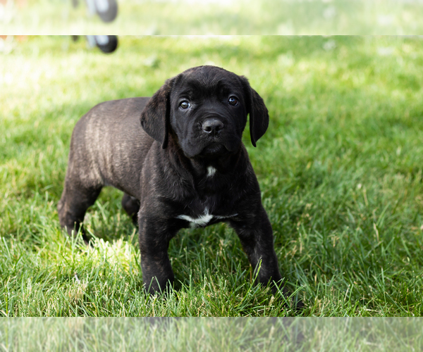 Medium Photo #51 Cane Corso Puppy For Sale in WAKARUSA, IN, USA