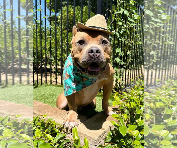 Medium Photo #4 American Staffordshire Terrier-Bulldog Mix Puppy For Sale in Redlands, CA, USA