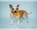 Small #1 American Staffordshire Terrier