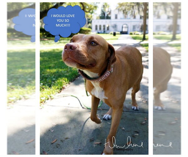 Medium Photo #5 American Staffordshire Terrier-Unknown Mix Puppy For Sale in Sanford, FL, USA