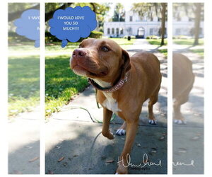 Amora - Female American Staffordshire Terrier-Unknown Mix Dog for Adoption - Photo #5