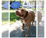 Small #4 American Staffordshire Terrier Mix