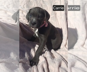 Cane Corso Puppy for sale in MINERAL WELLS, WV, USA