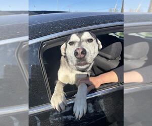 Siberian Husky Dogs for adoption in Stockton, CA, USA