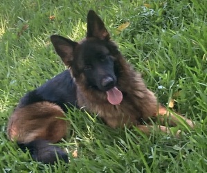 Mother of the German Shepherd Dog puppies born on 07/04/2025