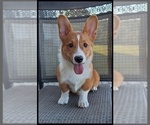 Puppy Freddie Pembroke Welsh Corgi