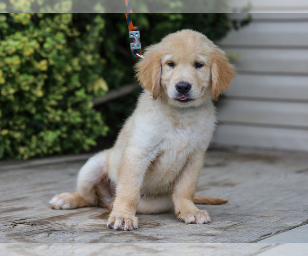 Medium Photo #3 Golden Retriever Puppy For Sale in LIBERTY, KY, USA