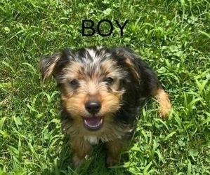 Yorkshire Terrier Puppy for Sale in RICHMOND, Michigan USA