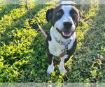 Small #1 Mutt