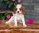 Small #1 Cavalier King Charles Spaniel