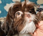 Small #2 Shih Tzu