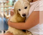 Small #1 Golden Pyrenees