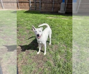 Labrador Retriever-Siberian Husky Mix Dogs for adoption in Plano, TX, USA