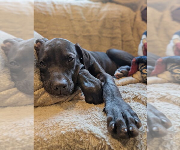 Medium Photo #3 Labrador Retriever-Unknown Mix Puppy For Sale in Bellingham, WA, USA