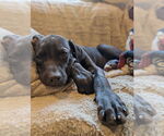 Small #2 Labrador Retriever Mix