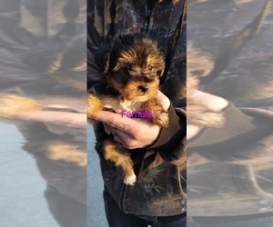 Yorkshire Terrier Puppy for sale in ELLICOTT CITY, MD, USA