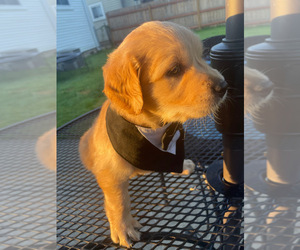 Golden Retriever Puppy for sale in NOVI, MI, USA
