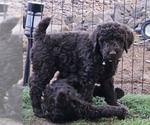 Puppy Hunter Goldendoodle