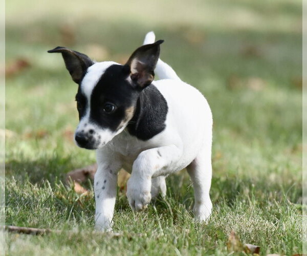 Medium Photo #6 Jackshund Puppy For Sale in Mechanicsburg, PA, USA