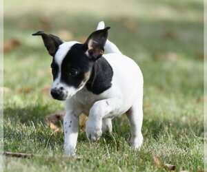 Ildredir - Male Jackshund Dog for Adoption - Photo #6