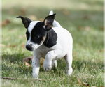 Small Photo #6 Jackshund Puppy For Sale in Mechanicsburg, PA, USA