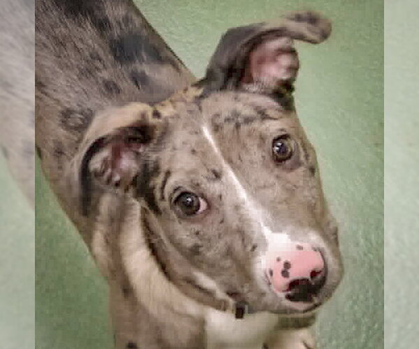 Medium Photo #3 Catahoula Leopard Dog-Unknown Mix Puppy For Sale in Huntley, IL, USA