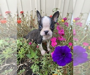 Boston Terrier Puppy for sale in FREDONIA, KS, USA