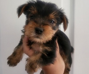 Yorkshire Terrier Puppy for sale in PLACITAS, NM, USA