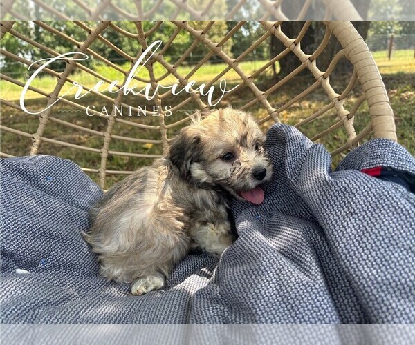 Medium Photo #3 Havachon Puppy For Sale in NIANGUA, MO, USA