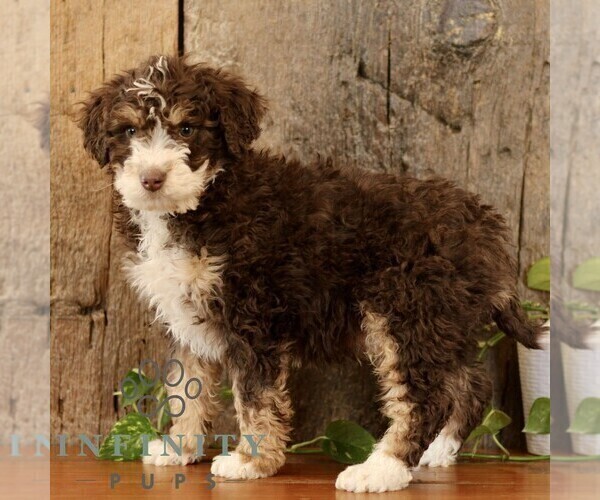 Medium Photo #1 Bernedoodle (Miniature) Puppy For Sale in NARVON, PA, USA