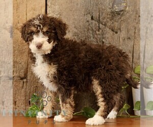 Bernedoodle (Miniature) Puppy for sale in NARVON, PA, USA