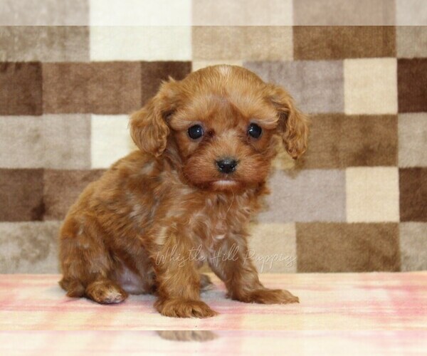 Medium Photo #4 Cavapoo (Miniature) Puppy For Sale in DENVER, PA, USA