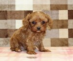 Small #3 Cavapoo (Miniature)