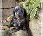 Truffles - Female Dachshund Puppy for Sale - Photo #2